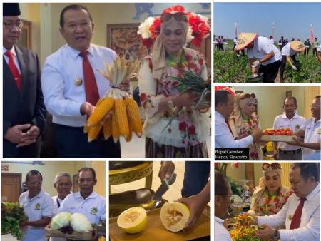 Bupati Hendy Terkesima Panen Jember Berkualitas Premium dengan Pupuk dan Pestisida Organik